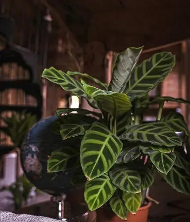 The Coach House In The Heart Of Bishopston Апартаменты *